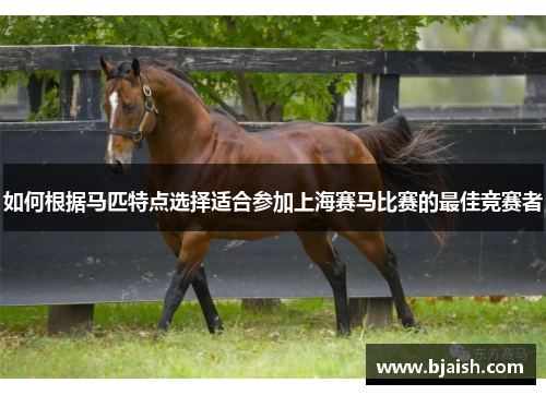 如何根据马匹特点选择适合参加上海赛马比赛的最佳竞赛者